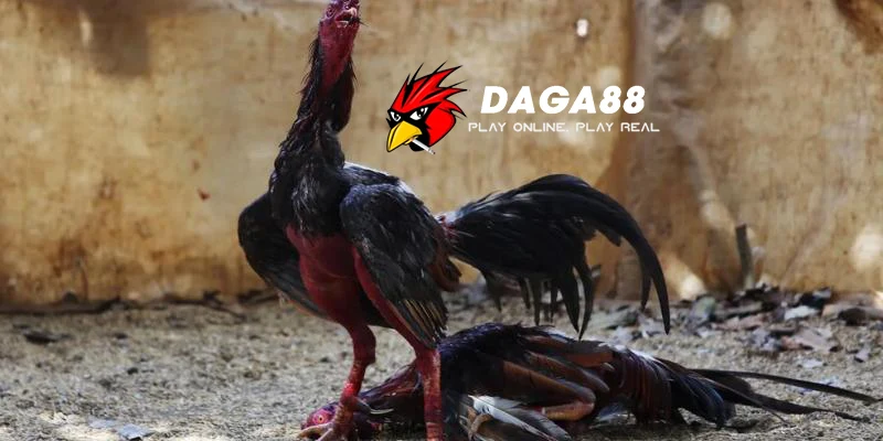 Home Page 8 đá gà cựa sắt hấp dẫn tại Daga88
