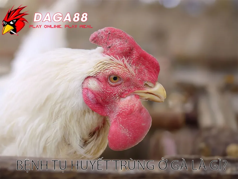 Bệnh Tụ Huyết Trùng Ở Gà: Nguy Cơ & Giải Pháp Bảo Vệ Đàn Gà 1 Tìm Hiểu Bệnh Tụ Huyết Trùng ở Gà là gì? DAGA88