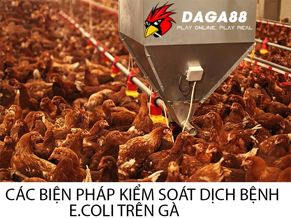 Vì Sao Gà Nhiễm E.coli? Chẩn Đoán Nhanh, Điều Trị Kịp Thời 3 Một số các biện pháp kiểm soát dịch bệnh E.coli trên gà DAGA88