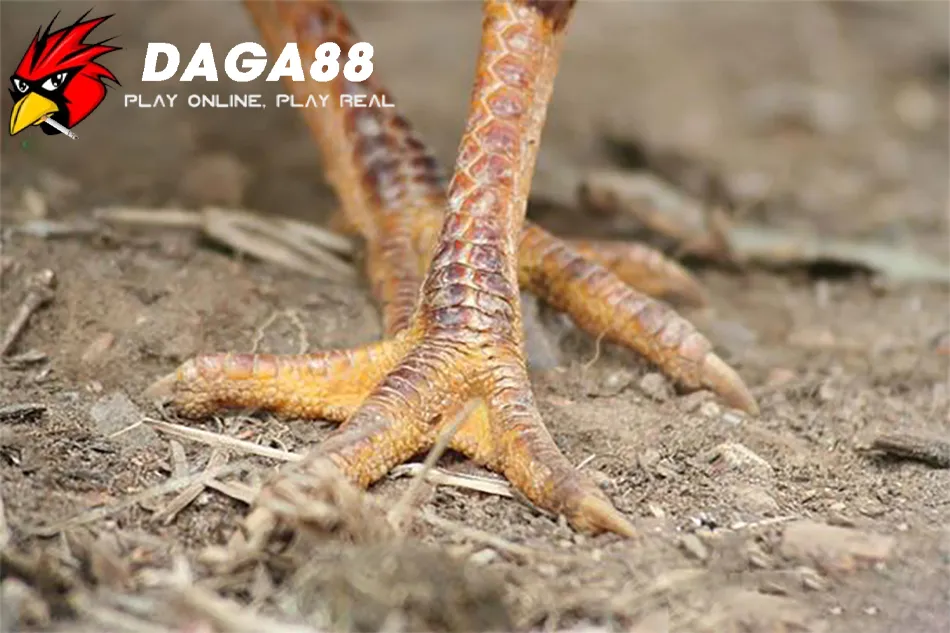 Chăm Sóc Gà Chọi Bị Chai Chân Đúng Cách 2 DAGA88 Những dấu hiệu nhận biết gà chọi bị chai chân