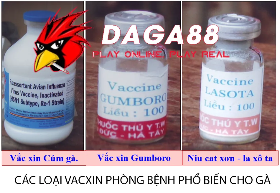 Tổng Hợp Các Loại Vacxin Cho Gà: Bảo Vệ Đàn Gà Khỏi Bệnh Tật 1 Đa dạng Các Loại Vacxin Phòng Bệnh Phổ Biến Cho Gà DAGA88