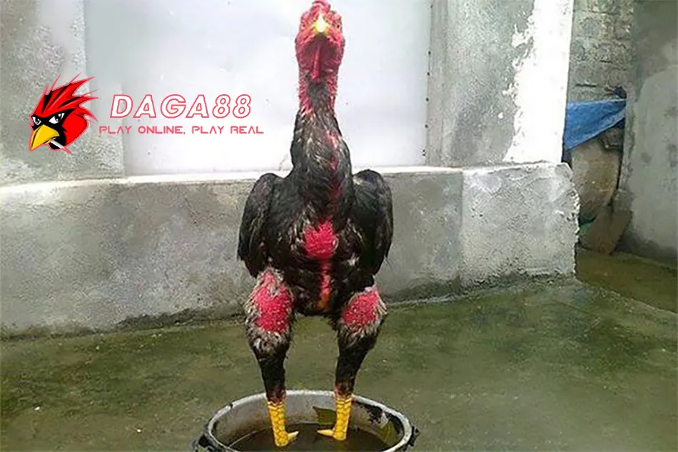 Chăm Sóc Gà Chọi Bị Chai Chân Đúng Cách 3 DAGA88 Các phương pháp điều trị chai chân cho gà chọi