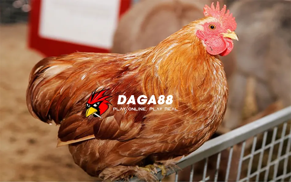 Bệnh Marek ở gà: Hiểu rõ, phòng ngừa và kiểm soát hiệu quả 3 DAGA88 Cách ly và xử lý gà bệnh