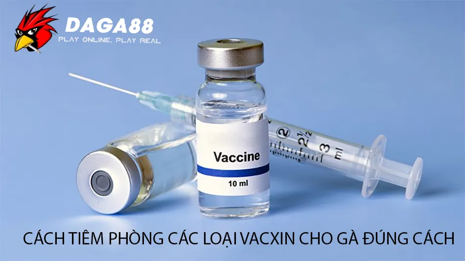 Tổng Hợp Các Loại Vacxin Cho Gà: Bảo Vệ Đàn Gà Khỏi Bệnh Tật 3 Hướng Dẫn Cách Tiêm Phòng Các Loại Vacxin Cho Gà Đúng Cách DAGA88