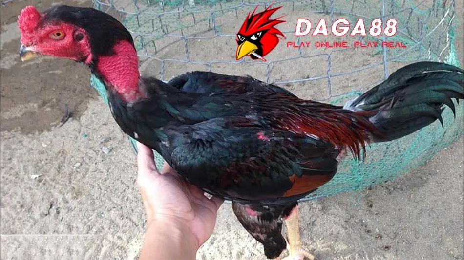 Cắt Tai Tích Cho Gà Chọi Đúng Cách: Tăng Vẻ Đẹp, Phong Độ Chiến Kê! 3 Cách Chăm sóc gà chọi sau khi cắt tai tích DAGA88