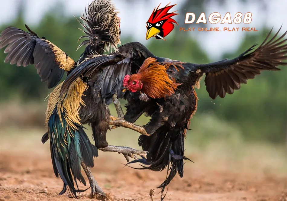 Khám Phá Top Giống Gà Đá Cựa Sắt Hay, Bất Khả Chiến Bại 3 Cách Chăm Sóc Và Huấn Luyện Gà Đá Cựa Sắt Đạt "Chuẩn" DAGA88