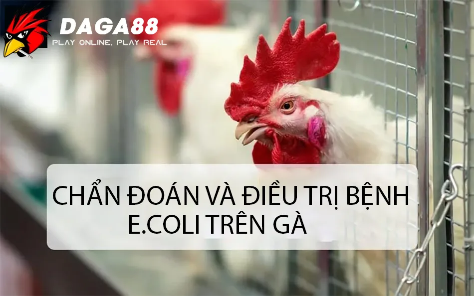 Vì Sao Gà Nhiễm E.coli? Chẩn Đoán Nhanh, Điều Trị Kịp Thời 2 Cách Chẩn đoán và điều trị bệnh E.coli trên gà DAGA88