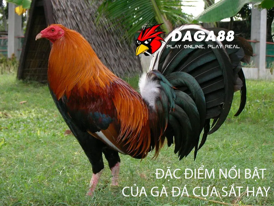 Khám Phá Top Giống Gà Đá Cựa Sắt Hay, Bất Khả Chiến Bại 2 Những Đặc điểm nổi bật của gà đá cựa sắt hay DAGA88
