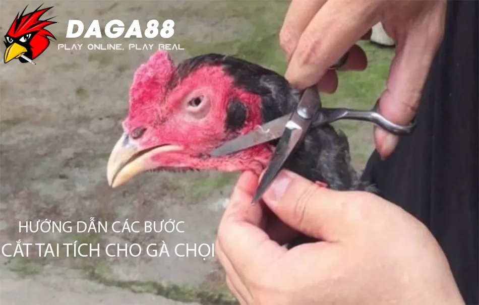 Cắt Tai Tích Cho Gà Chọi Đúng Cách: Tăng Vẻ Đẹp, Phong Độ Chiến Kê! 2 Cách Hướng dẫn chi tiết các bước cắt tai tích cho gà chọi đúng cách DAGA88