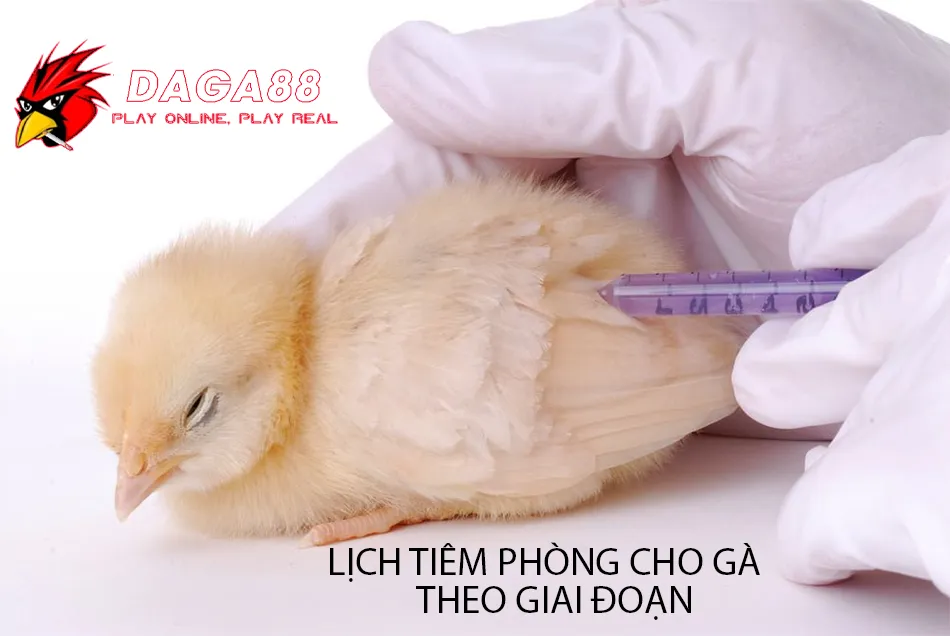 Tổng Hợp Các Loại Vacxin Cho Gà: Bảo Vệ Đàn Gà Khỏi Bệnh Tật 2 DAGA88 Lịch Tiêm Phòng Cho Gà Theo Từng Giai Đoạn