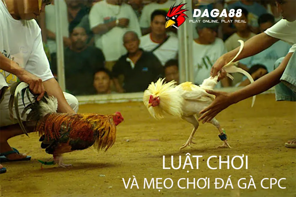 Đá Gà CPC Là Gì? Tìm Hiều Các Hình Thức Đá Gà CPC Hiện Nay 2 Hướng dẫn Luật chơi và mẹo chơi đá gà CPC hiệu quả DAGA88