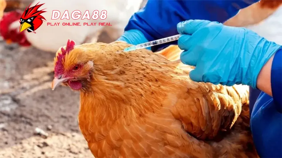 Tổng Hợp Các Loại Vacxin Cho Gà: Bảo Vệ Đàn Gà Khỏi Bệnh Tật 4 Những Lưu Ý Khi Tiêm Phòng Cho Gà DAGA88