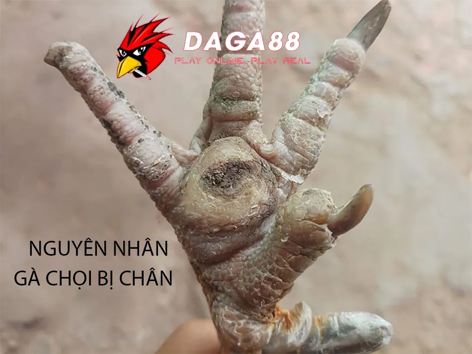Chăm Sóc Gà Chọi Bị Chai Chân Đúng Cách 1 Một số Nguyên nhân gà chọi bị chai chân DAGA88