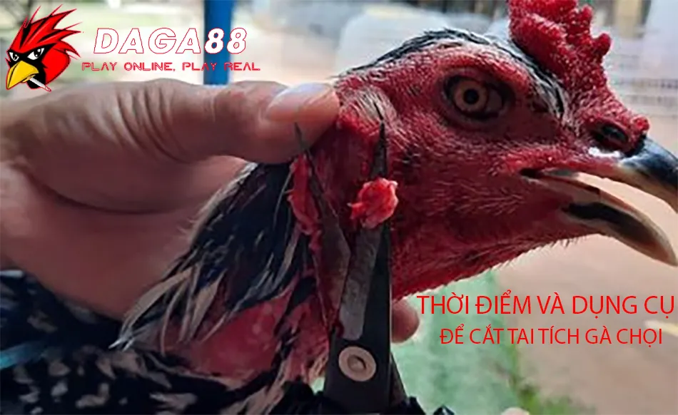 Cắt Tai Tích Cho Gà Chọi Đúng Cách: Tăng Vẻ Đẹp, Phong Độ Chiến Kê! 1 Những Thời điểm và dụng cụ cần thiết để cắt tai tích cho gà chọi DAGA88