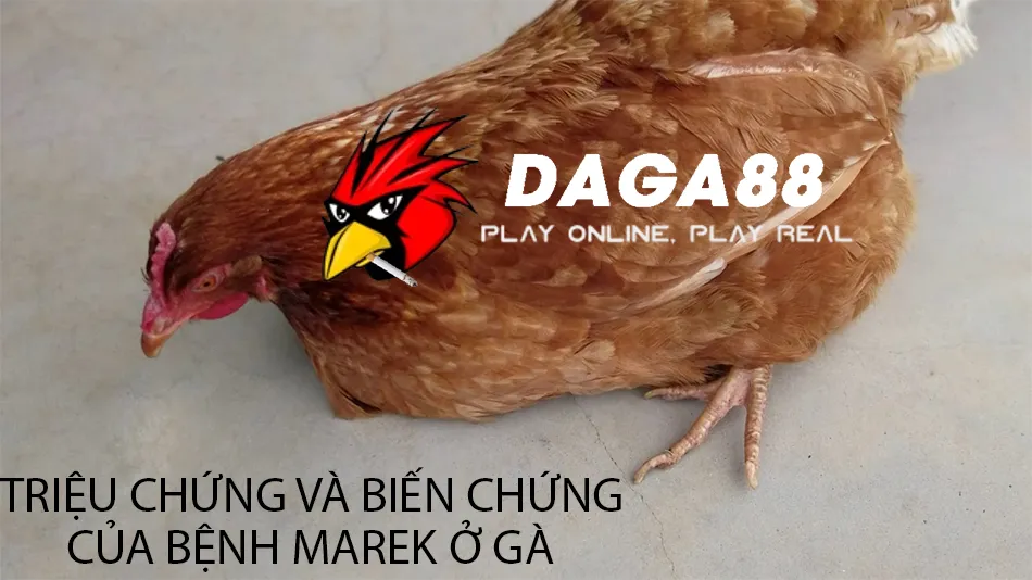 Bệnh Marek ở gà: Hiểu rõ, phòng ngừa và kiểm soát hiệu quả 1 Các Triệu chứng và biến chứng của bệnh Marek ở gà DAGA88