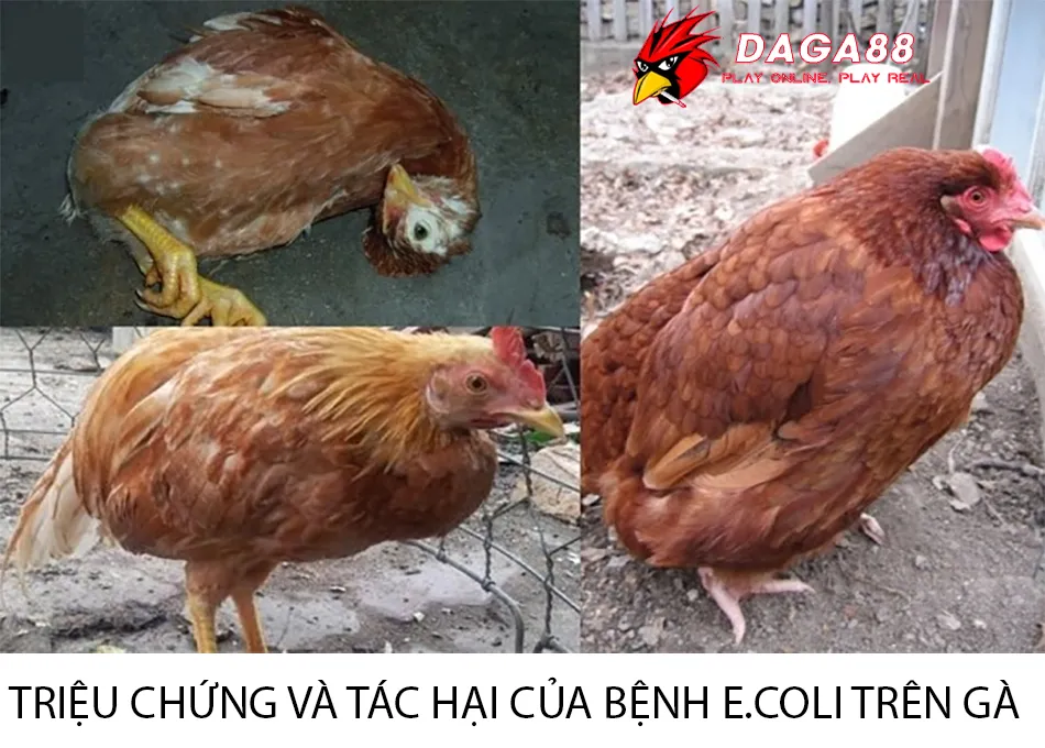 Vì Sao Gà Nhiễm E.coli? Chẩn Đoán Nhanh, Điều Trị Kịp Thời 1 Những Triệu chứng và tác hại của bệnh E.coli trên gà DAGA88